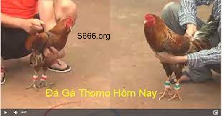 chơi đá gà thomo trực tiếp